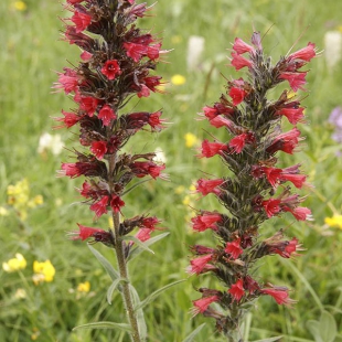 Echium russicum  @North-east Turkey